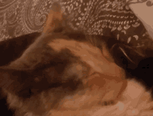 Cat Tongue Out GIF - Cat Tongue Out Kitty GIFs