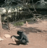 Gibbon Porcupine GIF - Gibbon Porcupine Monkey GIFs