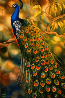 Peacock Bird GIF