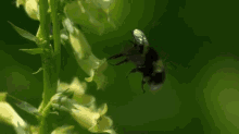Bumble Bee Bumble  GIF - Bumble Bee GIFs
