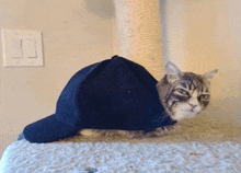 кіт в кєпкє кепка GIF - кіт в кєпкє кепка бейсболка GIFs