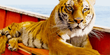 Tiger Life Of Pie GIF - Tiger Life Of Pie Looking Up GIFs