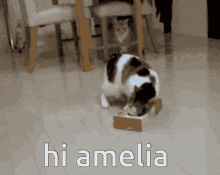 Ameliaaa Discord GIF - Ameliaaa Discord GIFs