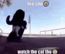 Cat Skateboard GIF - Cat Skateboard Bro Stfu Watch The Cat Tho GIFs
