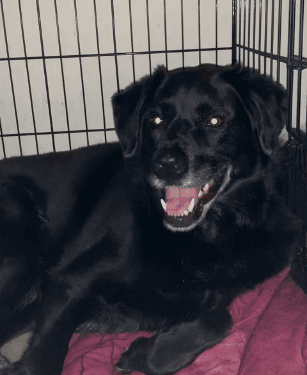 Loyal Labrador