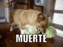 Cabbage Dog GIF - Cabbage Dog Angry GIFs