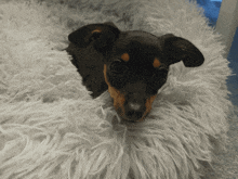 a small black and brown dog is laying on a white furry blanket