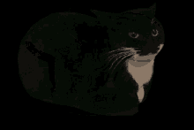 a black and white cat is surrounded by a green outline