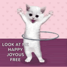 Hula Hoop Cat GIF