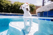 Kilo The Pitbull GIF - Dog Swimming Pool GIFs