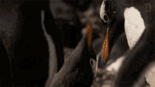 Snuggling World Penguin Day GIF - Snuggling World Penguin Day Symphony For Our World GIFs