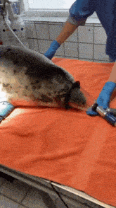 a seal is being examined by a veterinarian on an orange towel