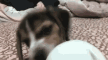 Puppers Puppy GIF - Puppers Puppy Cute Puppy GIFs