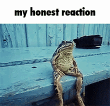 my honest reaction frog sitting