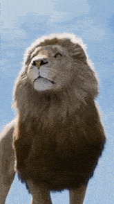 a close up of a lion with a blue sky behind it