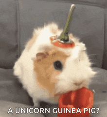 Time To Eat Guinea Pig GIF - Time To Eat Guinea Pig Cute GIFs