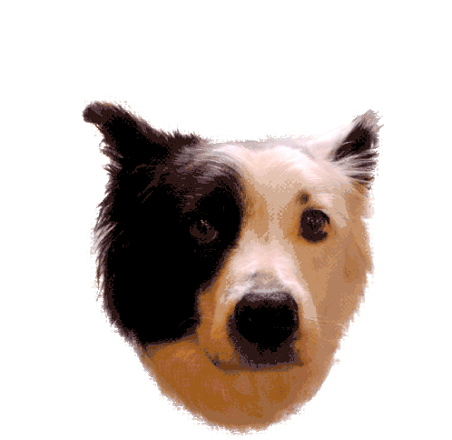 Milo Dog Sticker - Milo Dog Nexusmilo Stickers