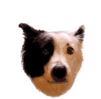 Milo Dog Sticker - Milo Dog Nexusmilo Stickers