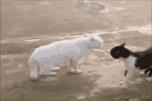 Cats Fight GIF - Cats Fight Scared GIFs