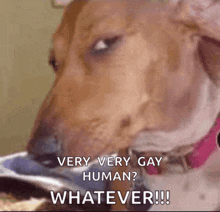 a dog with a pink collar says very very gay human whatever !!!