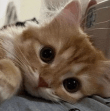 a close up of a cat laying on a person 's lap .