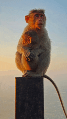 a monkey holding a baby monkey while sitting on a pole
