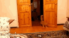 Jumping Cat Flash GIF - Cat Shocked Surprised GIFs