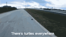 Theres Turtles Everywhere Why Are There Turtles Everywhere GIF - Theres Turtles Everywhere Why Are There Turtles Everywhere Curious GIFs