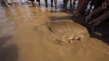 swimming rare giant softshell turtle released into the wild on the sea freedom giant softshell turtle