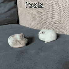 Animals With Captions Small Hamster GIF
