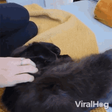 a video of a person petting a black dog with the words viralhog written on the bottom