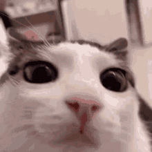 Cat Stare Cat Looking GIF - Cat Stare Cat Looking Cat GIFs