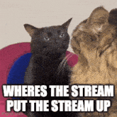 two cats are sitting next to each other with a caption that says wheres the stream put the stream up
