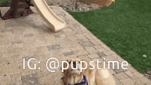 a dog standing on a brick sidewalk next to a slide with the words ig : @pupstime below it