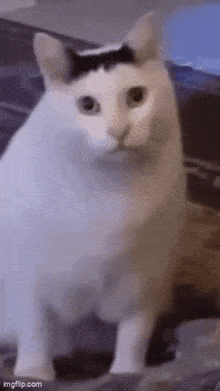 Bruh Cat GIF - Bruh Cat GIFs
