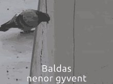 Baldas Nenori GIF - Baldas Nenori Gyvent GIFs