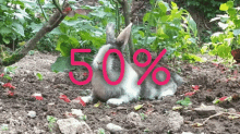 lapin espace et vie lapin jardin lapin potager potager50 50pour cent