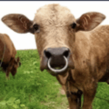 Cow Septum GIF - Cow Septum Nose Piercing GIFs