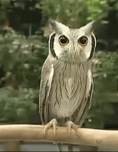 owl gif