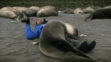 Cuddle Party! GIF - Cuddle Seal Photographer GIFs