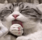 a gray and white cat is yawning with its tongue out .