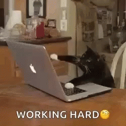 Cat Work GIF