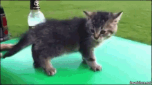 倒れる　たおれる　子猫　こねこ GIF - Jpfall Kitten GIFs