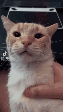 Cat Crying Cat GIF - Cat Crying Cat Sad Cat GIFs