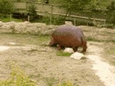 Hippo Hipopótamo GIF - Hippo Hipopótamo Scat GIFs