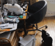Cats Angry GIF - Cats Cat Angry GIFs