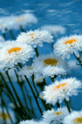 a bunch of white daisies with a yellow center in front of a blue sky