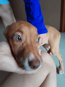 a person in a blue shirt holds a brown dog