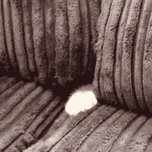 Cat Funny GIF - Cat Funny Adorable GIFs