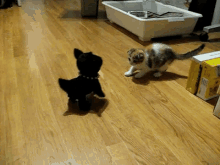 Scottish Fold Kitten Vs. Robot Dog GIF - Scotland Kitten Funny GIFs
